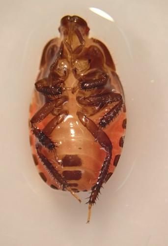 Réf. 241 234 : Cydnus aterrimus